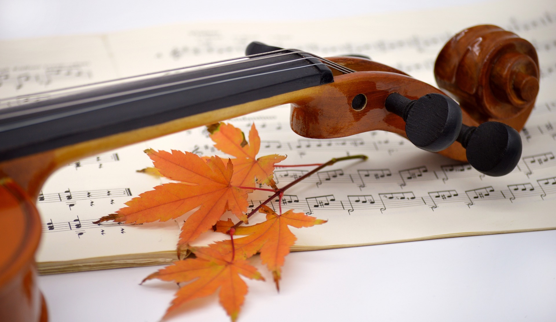 Violin